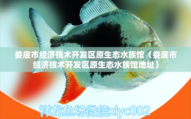 婁底市經(jīng)濟技術(shù)開發(fā)區(qū)原生態(tài)水族館（婁底市經(jīng)濟技術(shù)開發(fā)區(qū)原生態(tài)水族館地址） 全國水族館企業(yè)名錄