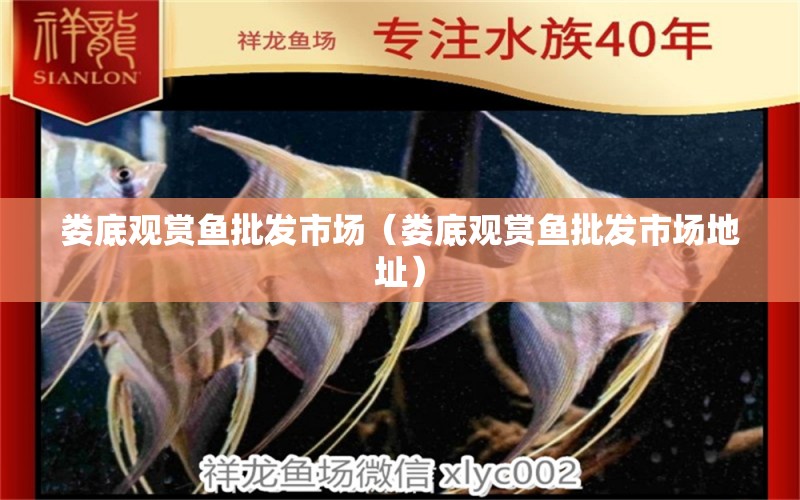 婁底觀賞魚批發(fā)市場（婁底觀賞魚批發(fā)市場地址）