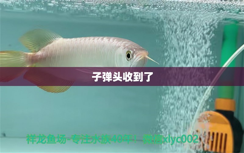 子彈頭收到了 觀賞魚論壇 第5張