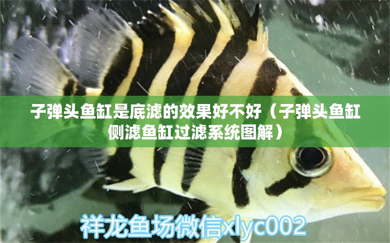 子彈頭魚缸是底濾的效果好不好（子彈頭魚缸側(cè)濾魚缸過(guò)濾系統(tǒng)圖解） 刀魚魚