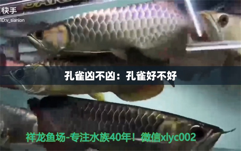 孔雀兇不兇：孔雀好不好 觀賞魚 第1張