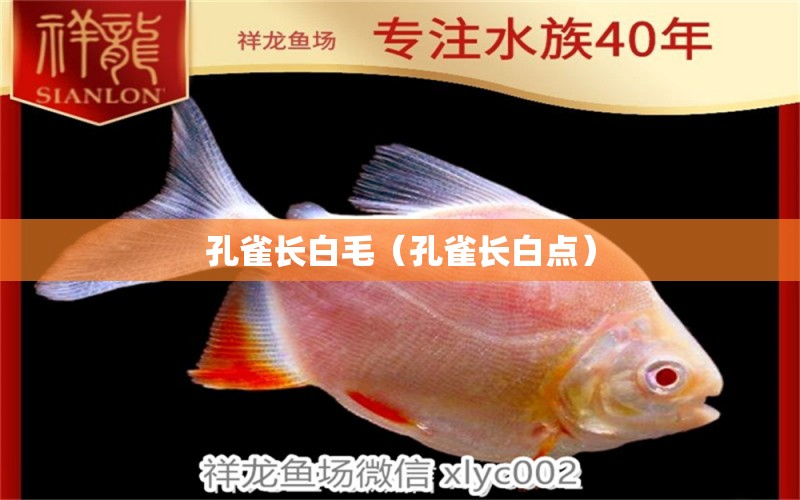 孔雀長白毛（孔雀長白點） 養(yǎng)魚的好處