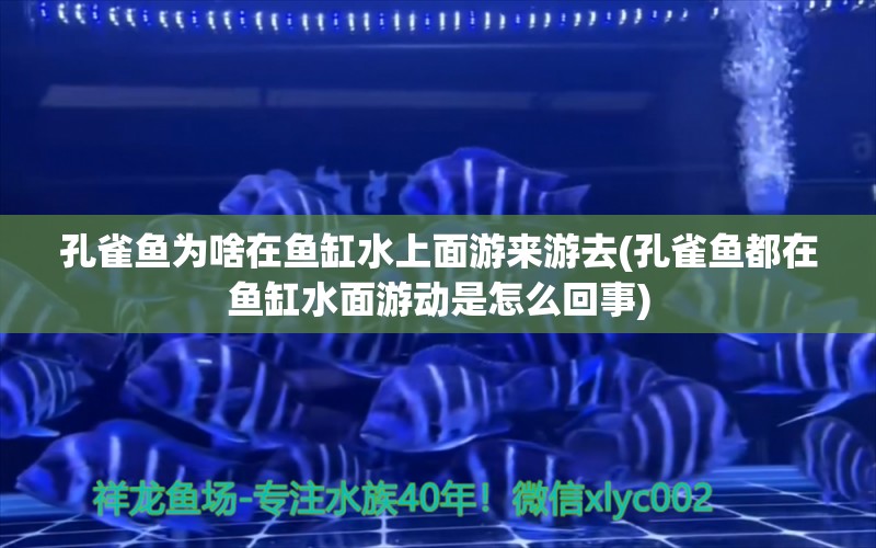 孔雀魚為啥在魚缸水上面游來游去(孔雀魚都在魚缸水面游動是怎么回事) 銀龍魚苗