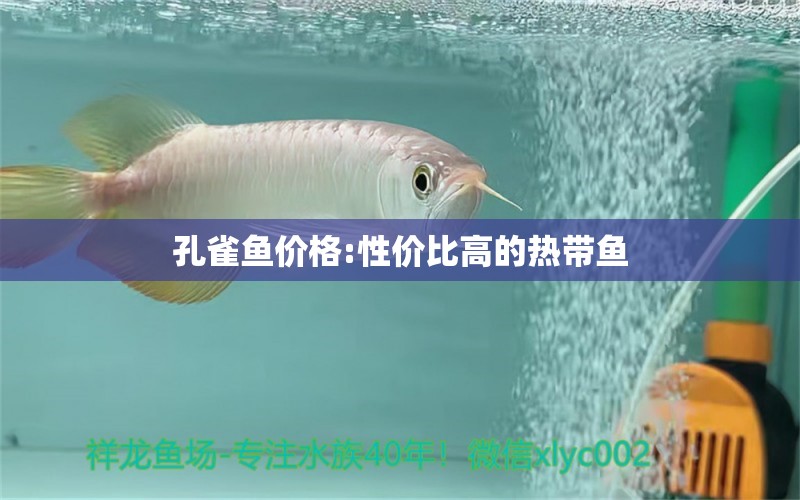 孔雀魚價(jià)格:性價(jià)比高的熱帶魚