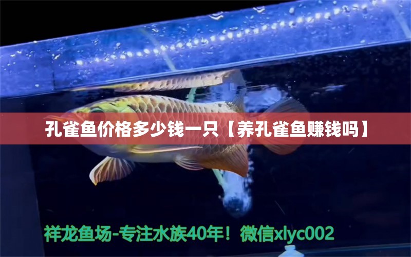 孔雀魚價格多少錢一只【養(yǎng)孔雀魚賺錢嗎】 龍魚批發(fā)