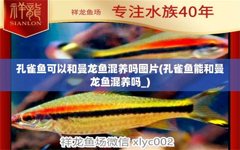 孔雀魚可以和曼龍魚混養(yǎng)嗎圖片(孔雀魚能和曼龍魚混養(yǎng)嗎_)