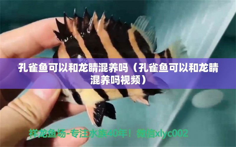 孔雀魚(yú)可以和龍睛混養(yǎng)嗎（孔雀魚(yú)可以和龍睛混養(yǎng)嗎視頻）