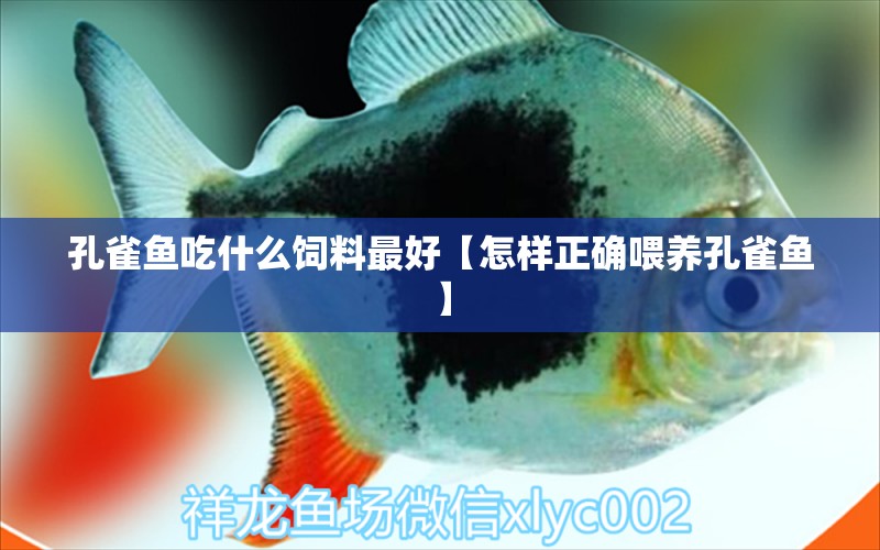 孔雀魚吃什么飼料最好【怎樣正確喂養(yǎng)孔雀魚】