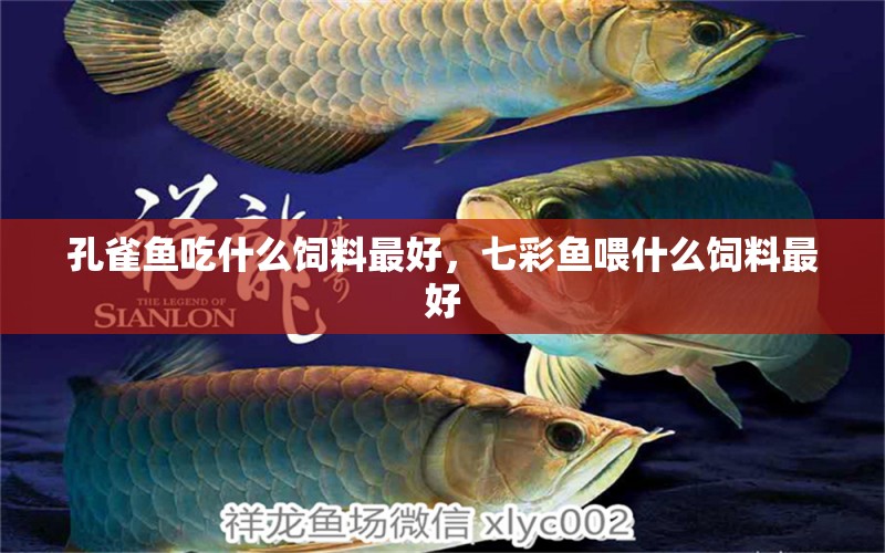 孔雀魚吃什么飼料最好，七彩魚喂什么飼料最好 觀賞魚