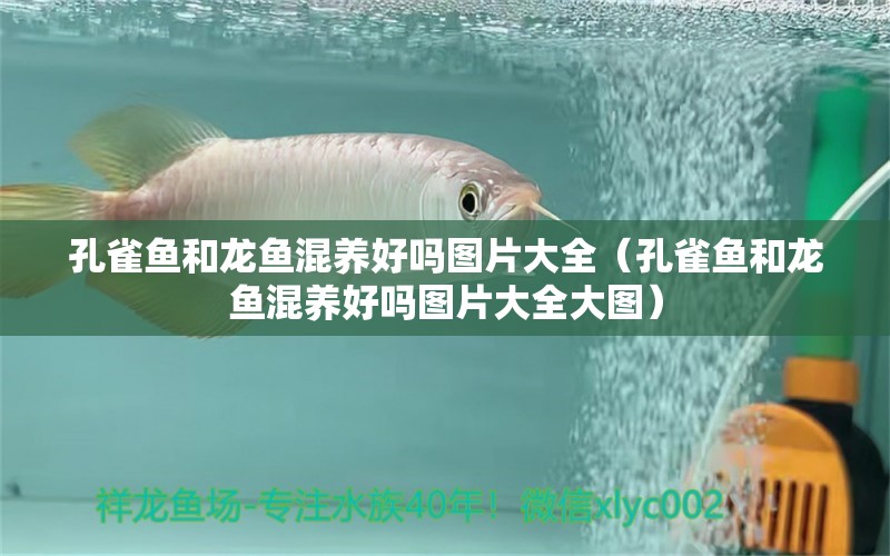 孔雀魚和龍魚混養(yǎng)好嗎圖片大全（孔雀魚和龍魚混養(yǎng)好嗎圖片大全大圖）