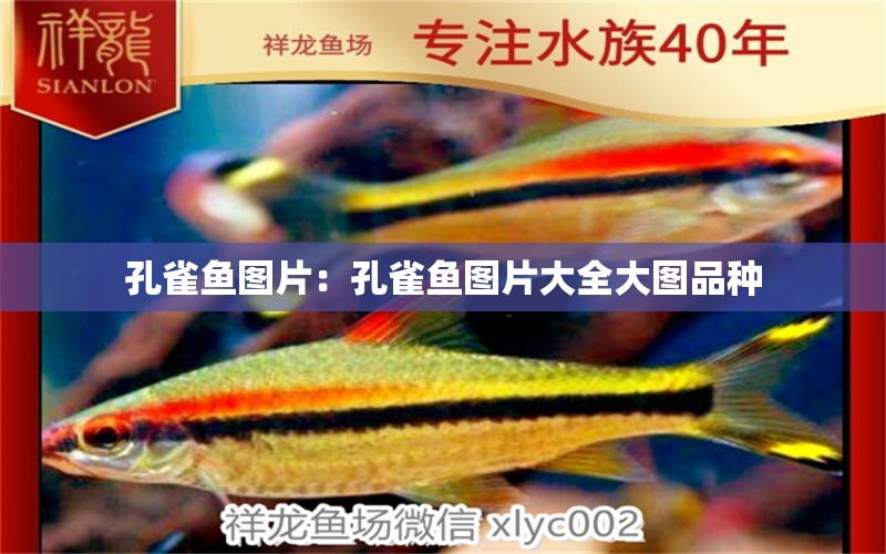 孔雀魚圖片：孔雀魚圖片大全大圖品種