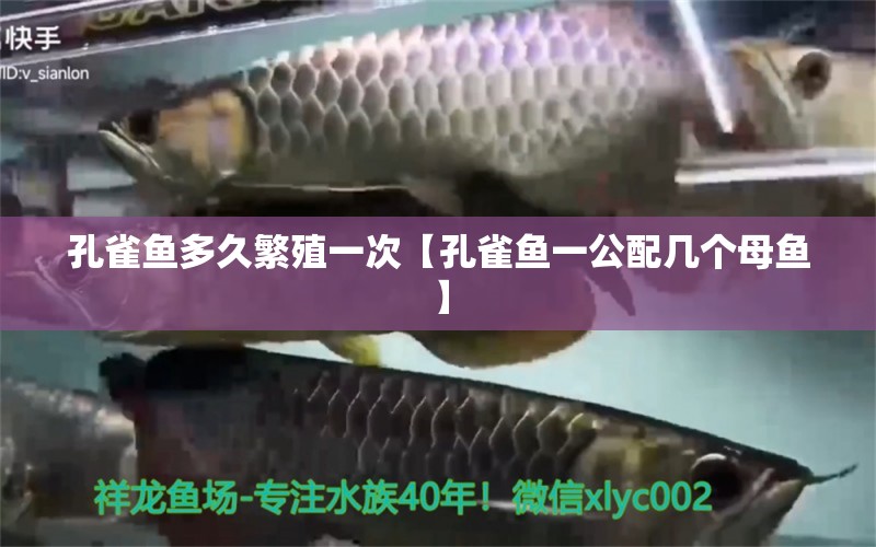 孔雀魚多久繁殖一次【孔雀魚一公配幾個母魚】 龍魚批發(fā)