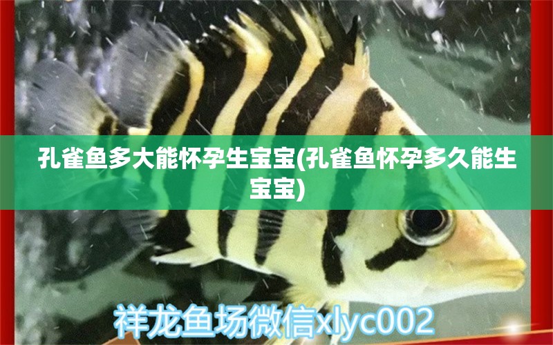 孔雀魚多大能懷孕生寶寶(孔雀魚懷孕多久能生寶寶) 黑水素