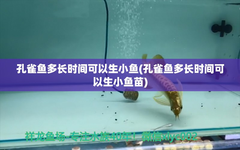 孔雀魚多長時間可以生小魚(孔雀魚多長時間可以生小魚苗) 鴨嘴鯊魚