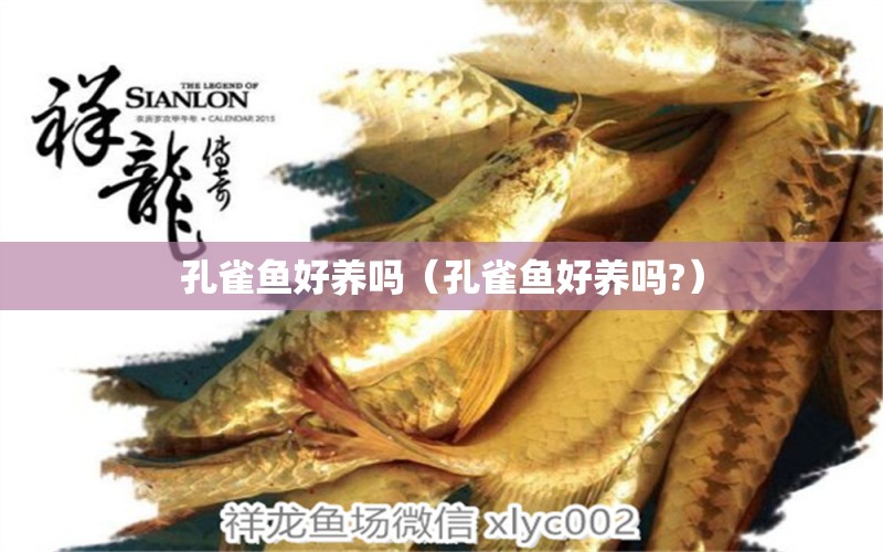 孔雀魚(yú)好養(yǎng)嗎（孔雀魚(yú)好養(yǎng)嗎?）