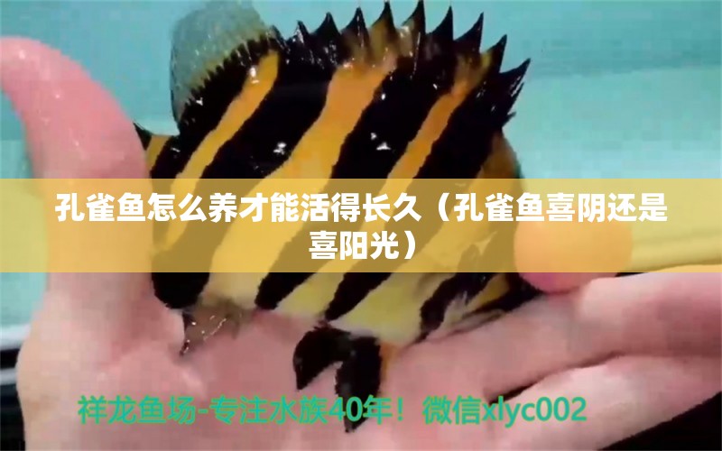 孔雀魚怎么養(yǎng)才能活得長久（孔雀魚喜陰還是喜陽光）