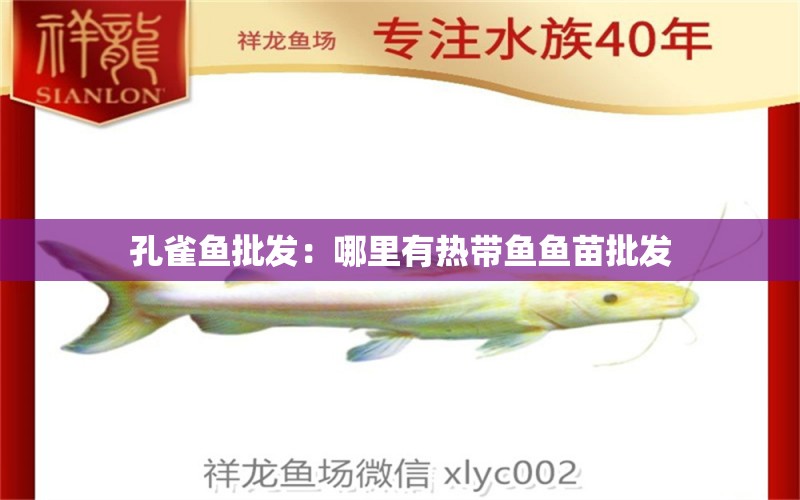 孔雀魚批發(fā)：哪里有熱帶魚魚苗批發(fā) 觀賞魚