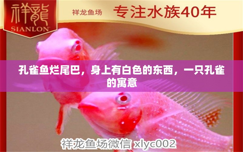 孔雀魚爛尾巴，身上有白色的東西，一只孔雀的寓意 觀賞魚 第2張