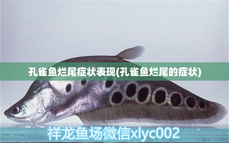 孔雀魚爛尾癥狀表現(xiàn)(孔雀魚爛尾的癥狀) 黃金招財貓魚