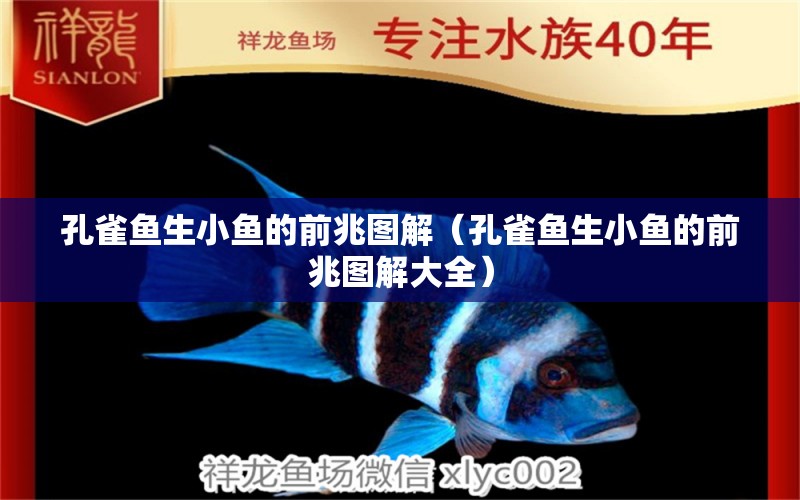 孔雀魚生小魚的前兆圖解（孔雀魚生小魚的前兆圖解大全）