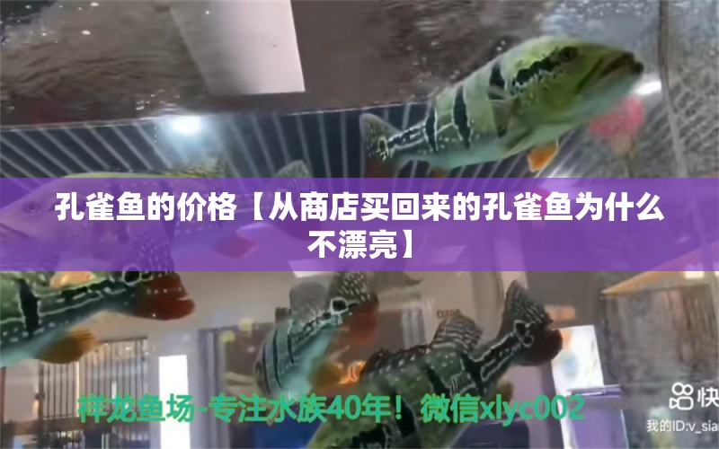 孔雀魚的價格【從商店買回來的孔雀魚為什么不漂亮】 龍魚批發(fā)