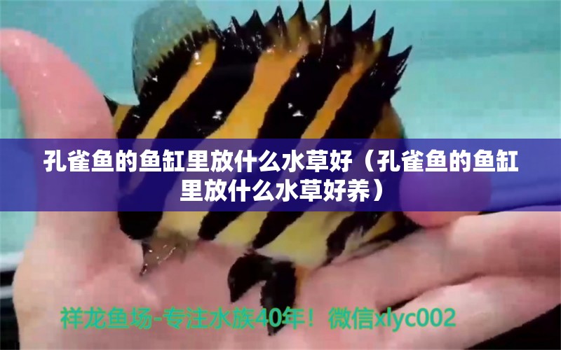 孔雀魚的魚缸里放什么水草好（孔雀魚的魚缸里放什么水草好養(yǎng)） 水草