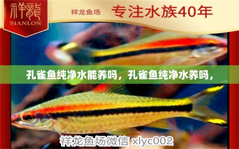 孔雀魚純凈水能養(yǎng)嗎，孔雀魚純凈水養(yǎng)嗎， 三間鼠魚