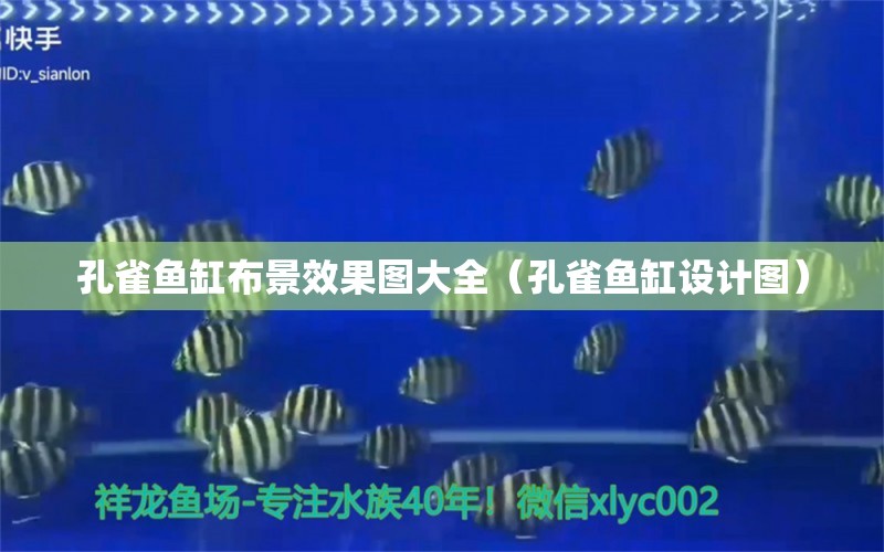 孔雀魚缸布景效果圖大全（孔雀魚缸設(shè)計(jì)圖）