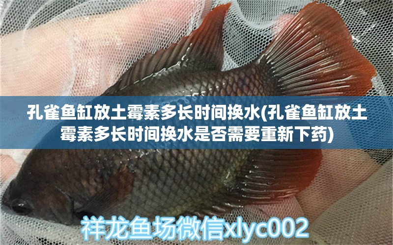 孔雀魚缸放土霉素多長時間換水(孔雀魚缸放土霉素多長時間換水是否需要重新下藥) 埃及神仙魚 第1張