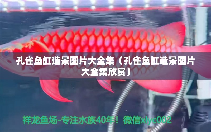 孔雀魚缸造景圖片大全集（孔雀魚缸造景圖片大全集欣賞） 祥龍水族醫(yī)院