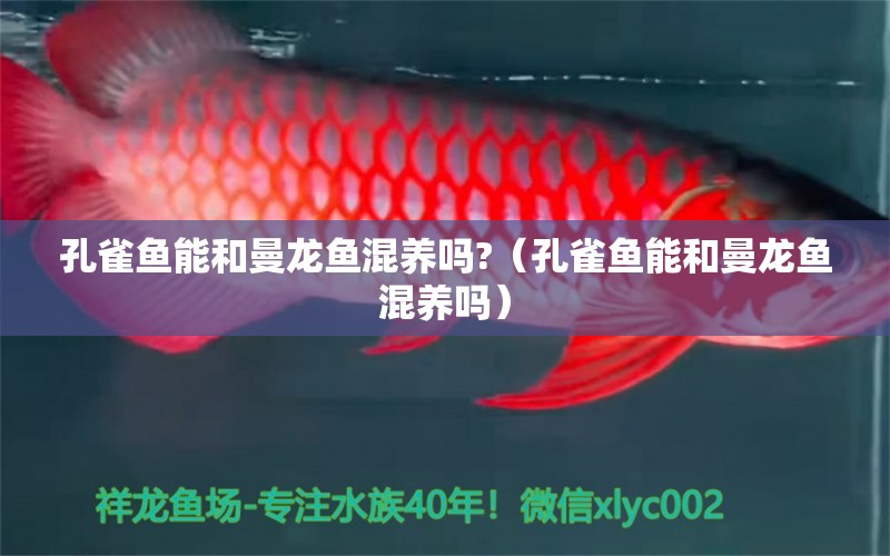 孔雀魚能和曼龍魚混養(yǎng)嗎?（孔雀魚能和曼龍魚混養(yǎng)嗎）