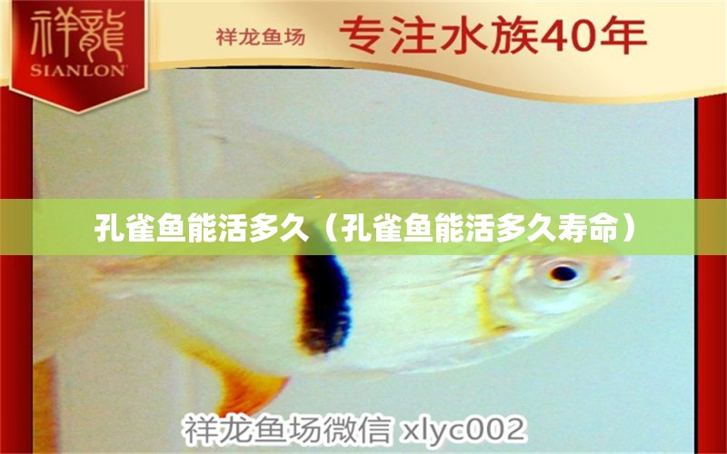 孔雀魚能活多久（孔雀魚能活多久壽命） 黑影道人魚