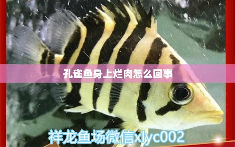 孔雀魚身上爛肉怎么回事 狗仔（招財貓)魚苗 第3張