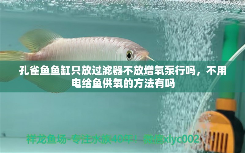 孔雀魚(yú)魚(yú)缸只放過(guò)濾器不放增氧泵行嗎，不用電給魚(yú)供氧的方法有嗎 養(yǎng)魚(yú)的好處 第2張