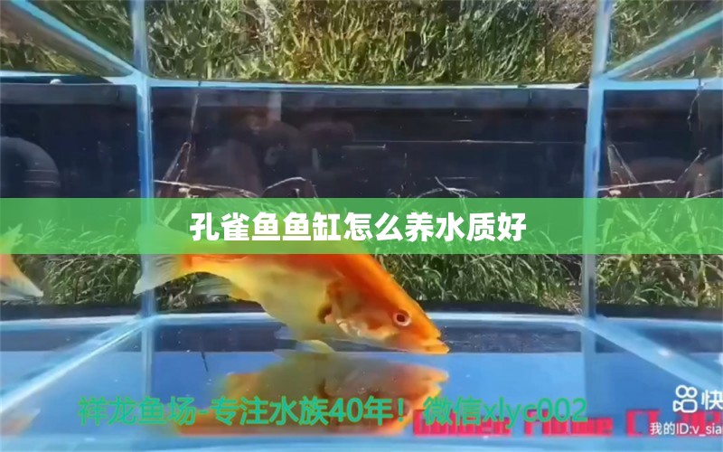 孔雀魚魚缸怎么養(yǎng)水質(zhì)好 