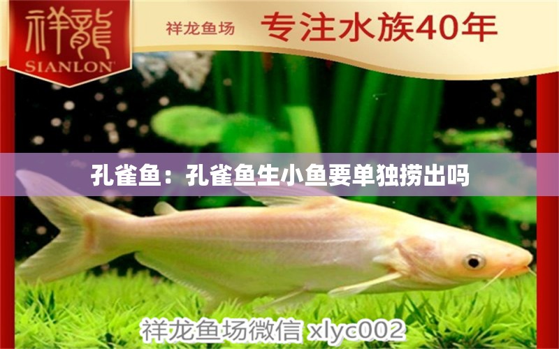 孔雀魚：孔雀魚生小魚要單獨撈出嗎