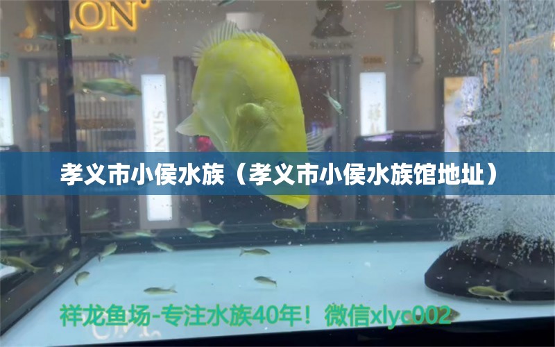 孝義市小侯水族（孝義市小侯水族館地址） 全國(guó)水族館企業(yè)名錄