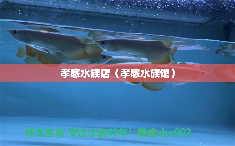 孝感水族店（孝感水族館）