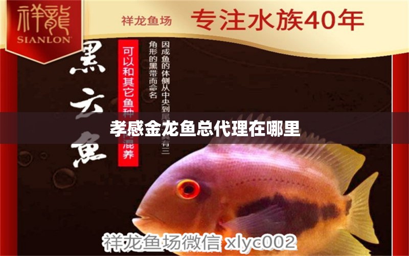 孝感金龍魚(yú)總代理在哪里