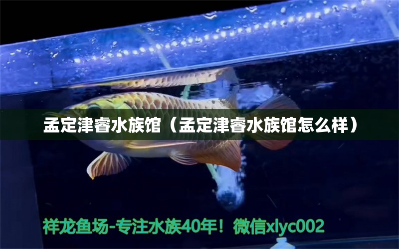 孟定津睿水族館（孟定津睿水族館怎么樣） 全國水族館企業(yè)名錄