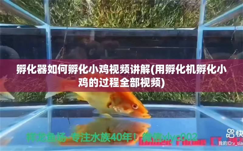 孵化器如何孵化小雞視頻講解(用孵化機(jī)孵化小雞的過程全部視頻) 孵化器