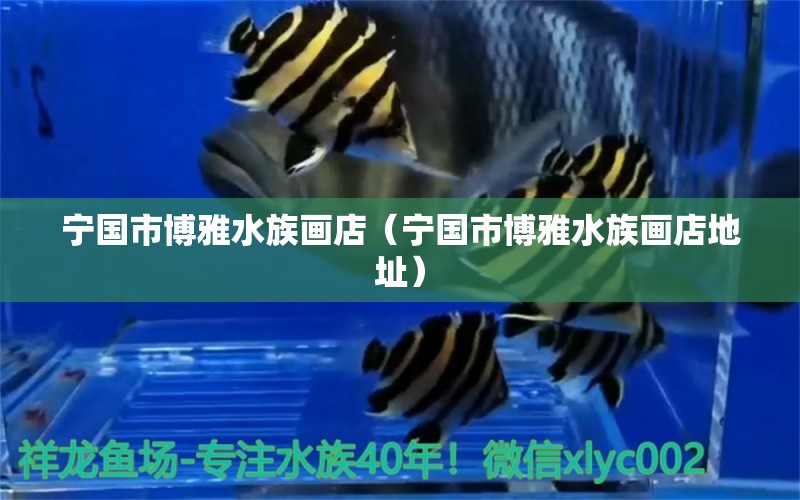 寧國市博雅水族畫店（寧國市博雅水族畫店地址）