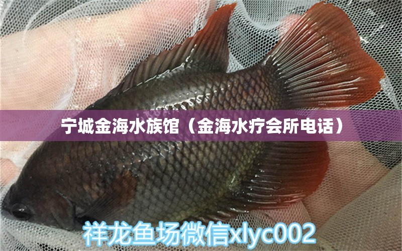 寧城金海水族館（金海水療會(huì)所電話）