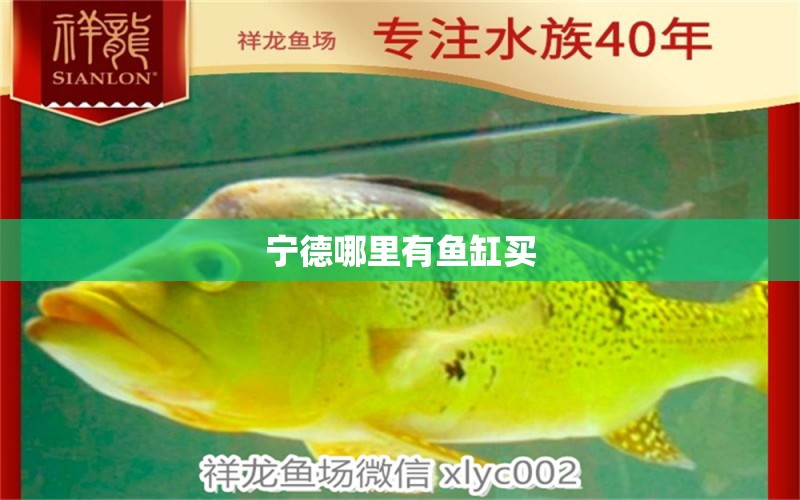 寧德哪里有魚缸買