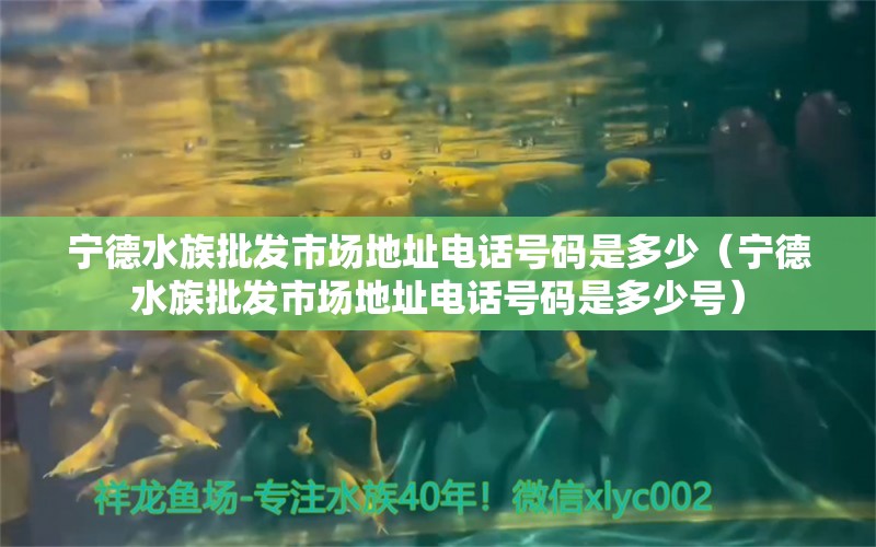 寧德水族批發(fā)市場(chǎng)地址電話號(hào)碼是多少（寧德水族批發(fā)市場(chǎng)地址電話號(hào)碼是多少號(hào)）