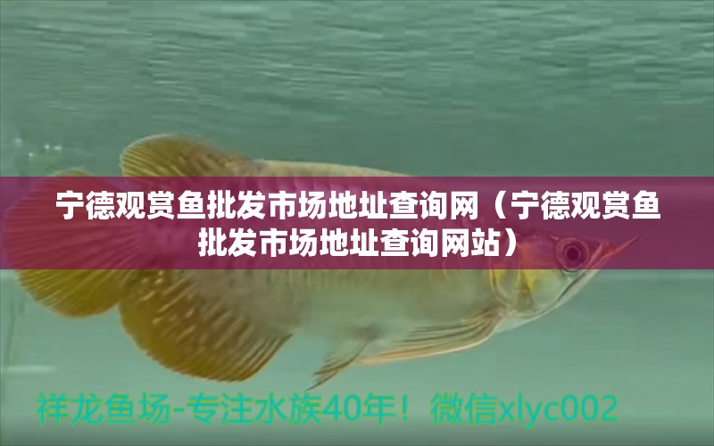 寧德觀賞魚批發(fā)市場地址查詢網(wǎng)（寧德觀賞魚批發(fā)市場地址查詢網(wǎng)站）