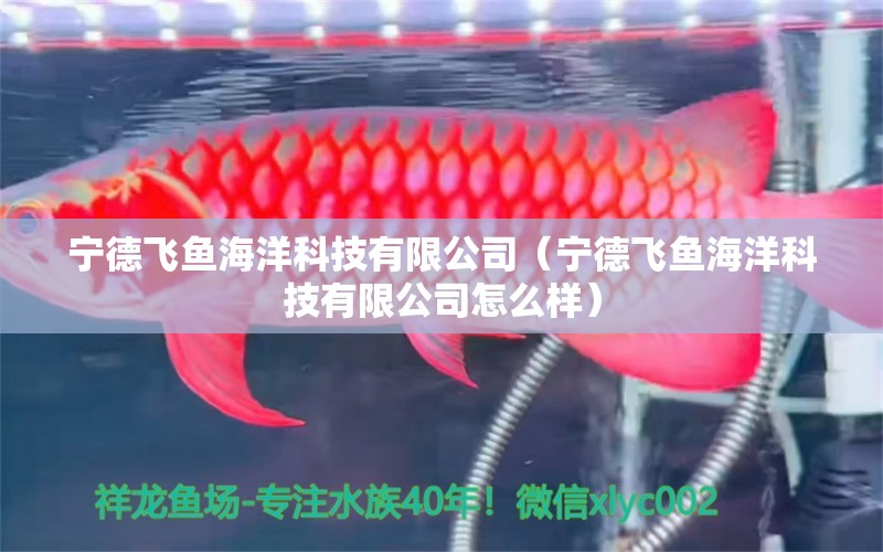 寧德飛魚海洋科技有限公司（寧德飛魚海洋科技有限公司怎么樣）