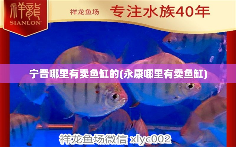 寧晉哪里有賣魚缸的(永康哪里有賣魚缸) 大白鯊魚苗