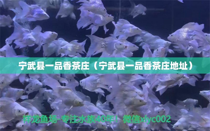 寧武縣一品香茶莊（寧武縣一品香茶莊地址） 全國水族館企業(yè)名錄