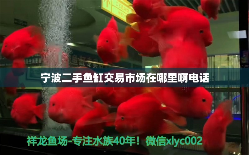 寧波二手魚缸交易市場在哪里啊電話 祥龍魚場